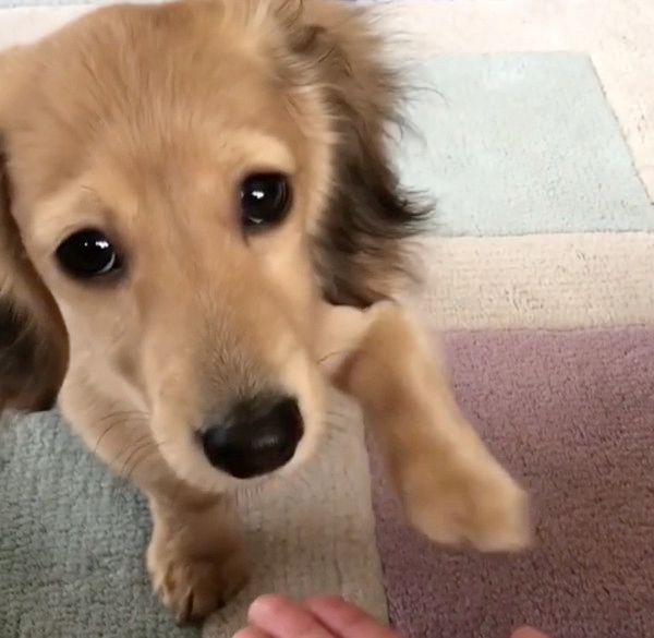 お手をしたいカニーンヘン・ダックスフンド