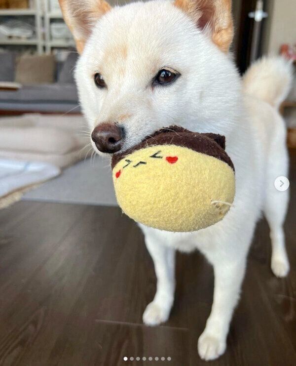 おもちゃをくわえる柚子ちゃん
