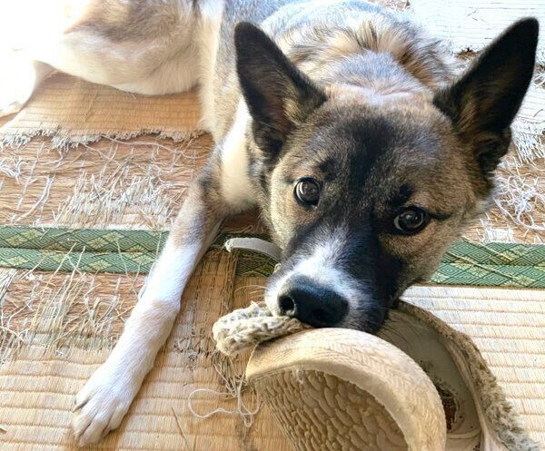 靴を奪うととちゃん