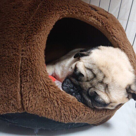 パグのトトくん