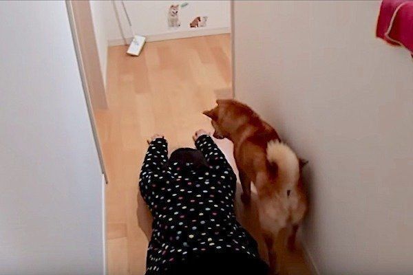 飼い主さんが倒れている場に遭遇する柴犬