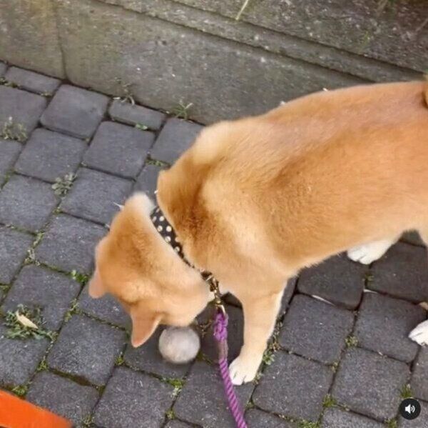 散歩中にボールを見つけてくるエマちゃん