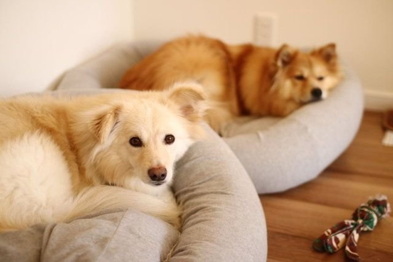 特別編 夢の実現と予想外のアクシデント 3 穴澤賢の犬のはなし いぬのきもちweb Magazine 特別編 夢の実現と予想外のアクシデント 3 穴澤賢の犬のはなし いぬのきもちweb Magazine