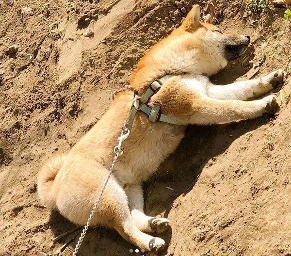 土で真っ黒になるそらくん