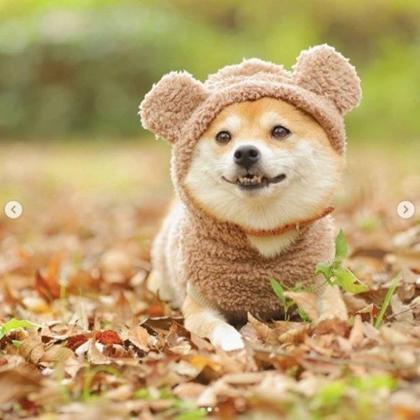 豆柴のリリちゃん