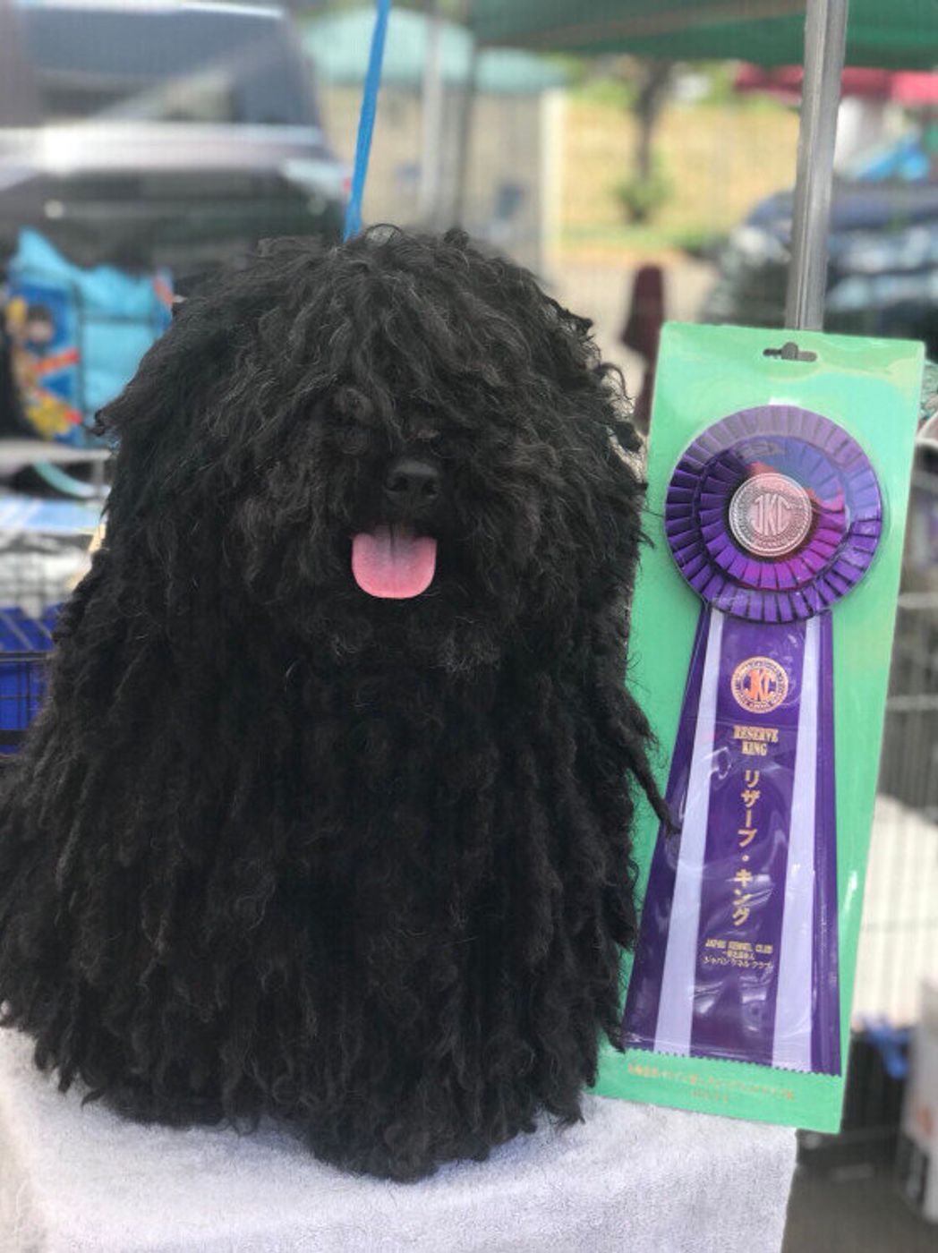 プーリーの特徴 性格 最新価格と飼い方 いぬのきもち 犬図鑑 いぬのきもちweb Magazine プーリーの特徴 性格 最新価格と飼い方 いぬのきもち 犬図鑑 いぬのきもちweb Magazine