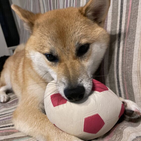 柴のすずちゃん