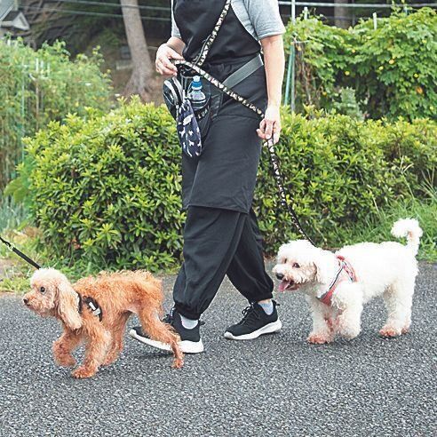 毎日の散歩は１回に40分～１時間、犬の健康状態に合わせて数頭ずつ行い、すべての犬が終わるまで５時間くらい