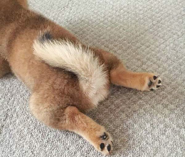おしりを向ける柴犬