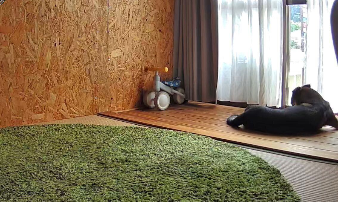 お留守番の練習もたくさん頑張ってきたころくくん