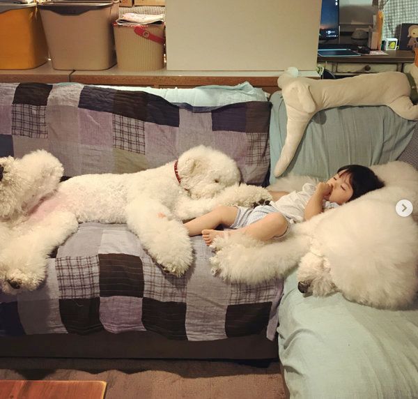 スタンダード・プードルのりくちゃんとがくちゃん