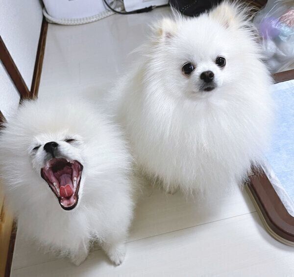 見つめるおこめくんと、あくびをするあんにんくん