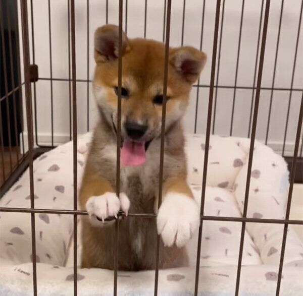 飼い主さんを大歓迎するこはくちゃん