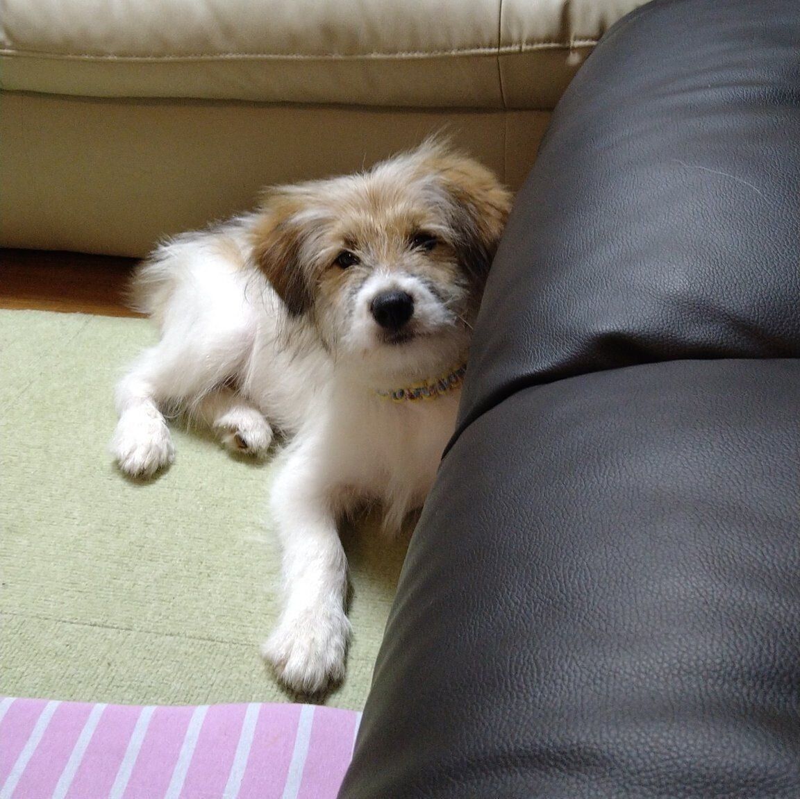 毛が伸び始めた頃のアルナちゃん