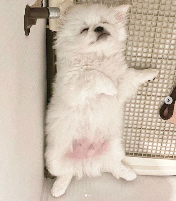 子犬時代のムーチョくん