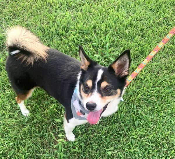 お散歩を楽しむ乙女ちゃん