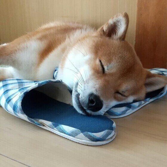 犬が疲れたときに見せるサイン 緊張や刺激も原因に いぬのきもちweb Magazine