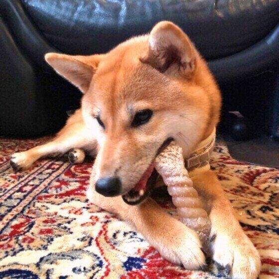 おやつを食べる柴犬コタロウ