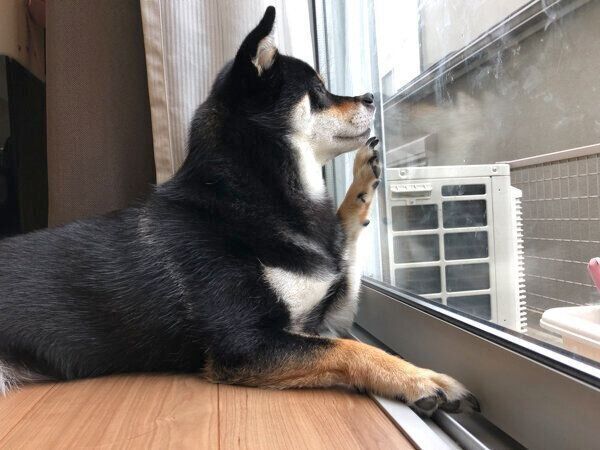 窓ガラスに鼻をくっつけるめいちゃん