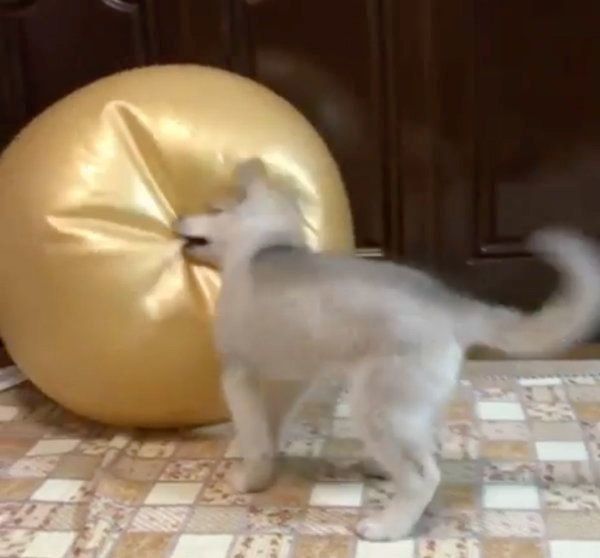 バランスボールと戦うシベリアン・ハスキー