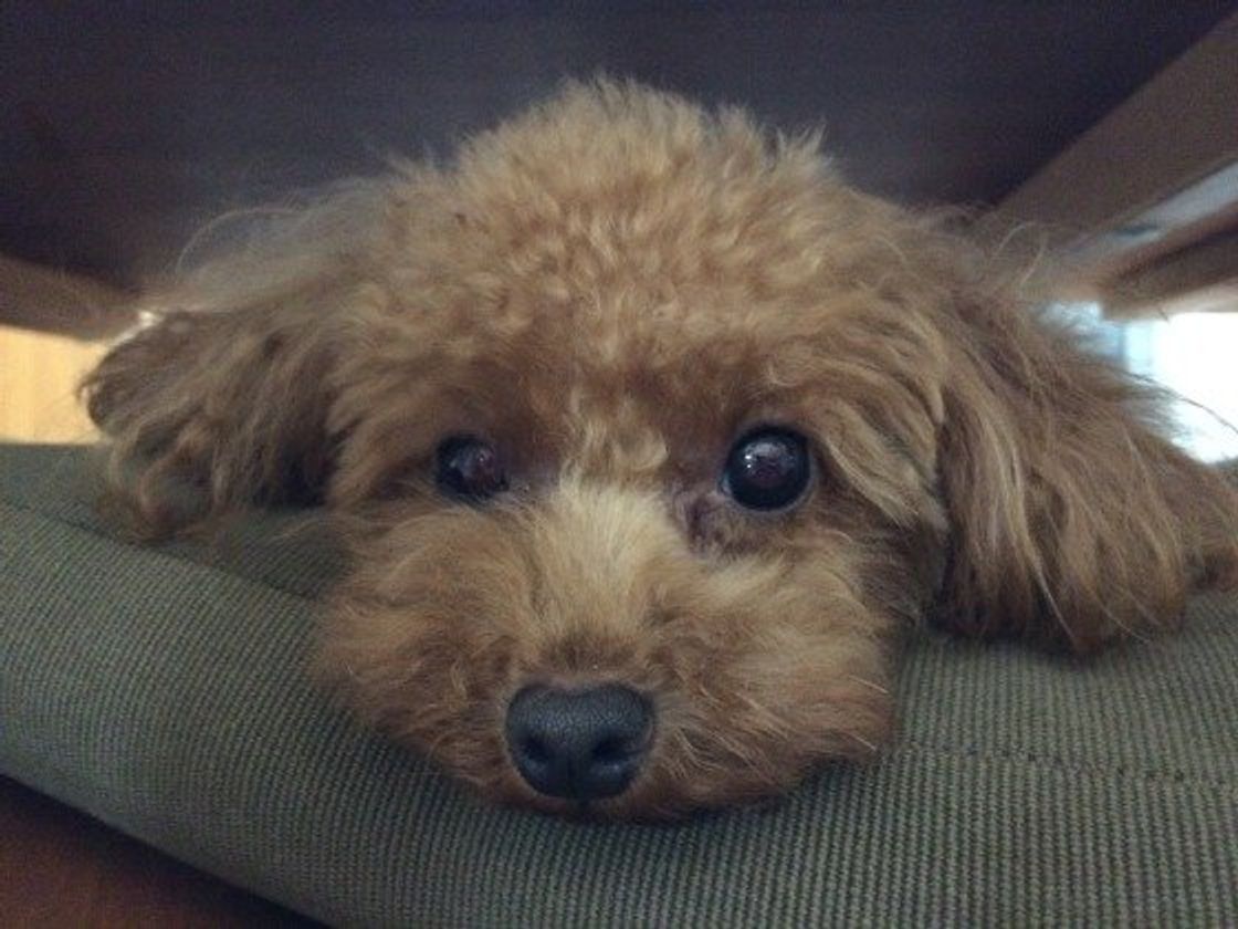 毛布やカーテンからひょっこり 犬が かくれんぼ する理由とは いぬのきもちweb Magazine 毛布やカーテンからひょっこり 犬が かくれんぼ する理由とは いぬのきもちweb Magazine