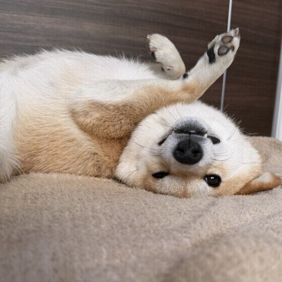 ヘソ天をする柴犬