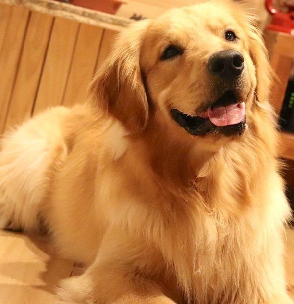 舌を出すゴールデン・レトリーバー