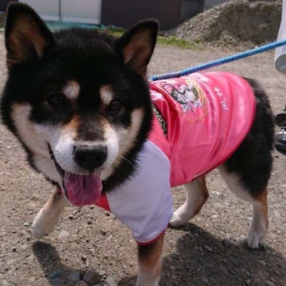 お散歩する柴犬