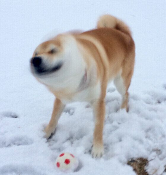 【柴犬あるある】3つの言葉「柴ドリル」「拒否柴」「柴距離」とはどんな意味で使われる？ いぬのきもち