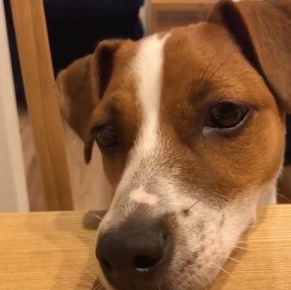 コロッケのかけらがほしいジャック・ラッセル・テリア