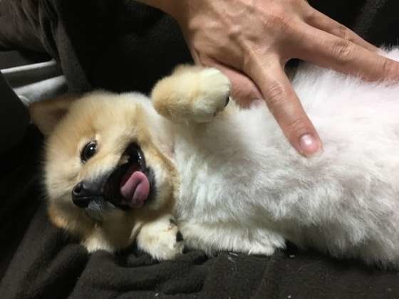 ポメラニアン