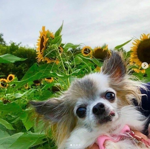 ひまわり畑とチワワ