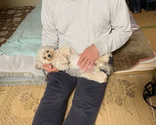 お父さんの膝の上でぬいぐるみ化する、ぽたちゃん