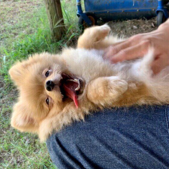 ポメラニアン・おかかちゃん・スキンシップ