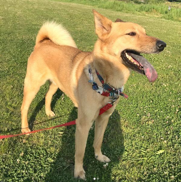 元保護犬・こたろうくん