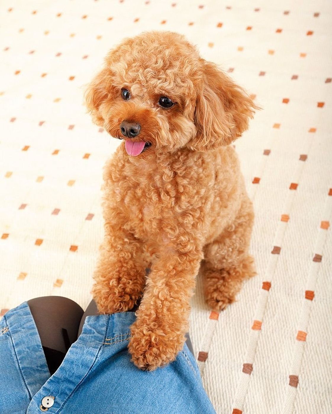 甘えん坊な犬の特徴や犬種って 飼い主さんが好きすぎると問題も いぬのきもちweb Magazine 甘えん坊な犬の特徴や犬種って 飼い主さんが好きすぎると問題も いぬのきもちweb Magazine