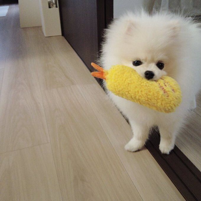 お気に入りのえび天のぬいぐるみをくわえるおもちちゃん