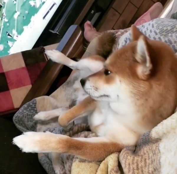 テレビを観る柴犬