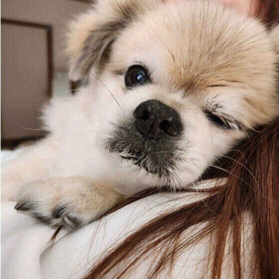 冬は犬の低温やけどに注意！ 原因と応急処置を獣医師に聞いた いぬのきもち