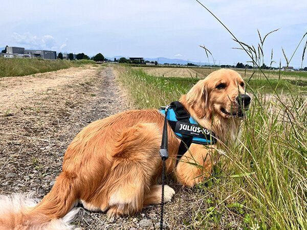 散歩するぐぅちゃん