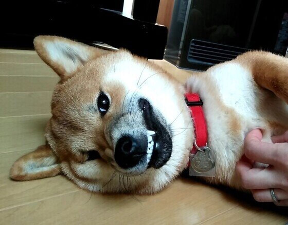 犬の ムキ顔 に込められた意味や理由 ムキ顔 しやすい犬がいる いぬのきもちweb Magazine 犬の ムキ顔 に込められた意味や理由 ムキ顔 しやすい犬がいる いぬのきもちweb Magazine