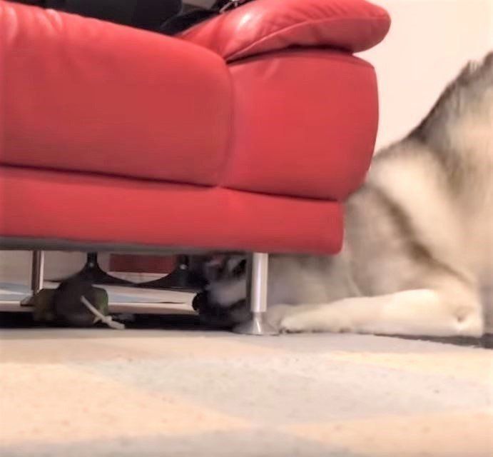 おもちゃを取ろうとするシベリアン・ハスキー