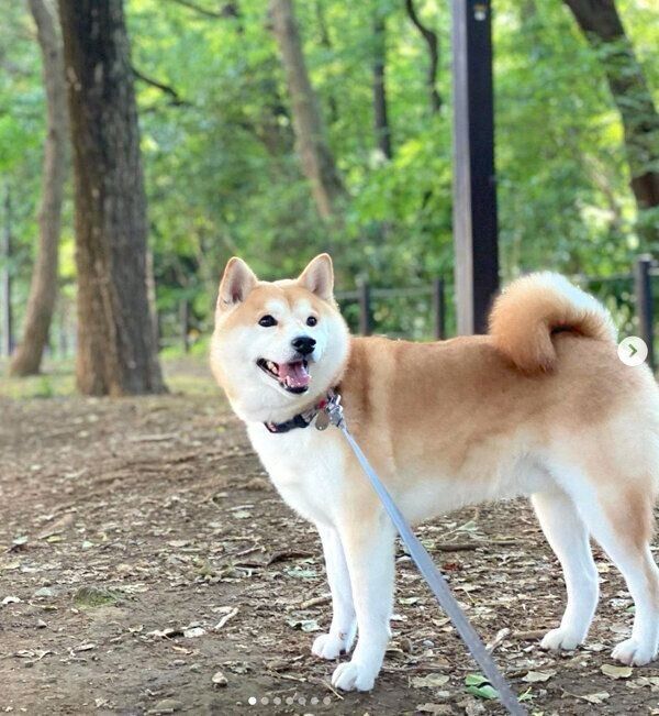 お散歩を楽しむなぎまるくん