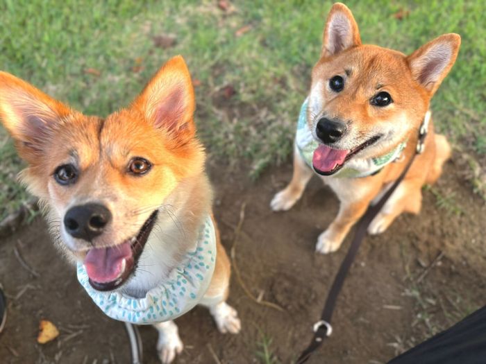 目をキラキラさせるまろちゃん、なのちゃん