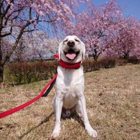 お花見を楽しみながら散歩をするラブラドール・レトリーバー