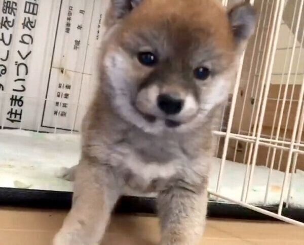 ブリーダーさんのもとにいた頃のマヤちゃん