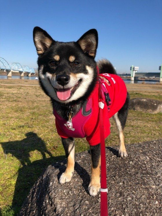 お散歩する柴のラガーちゃん