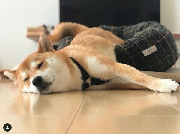 眠るまめきちくん