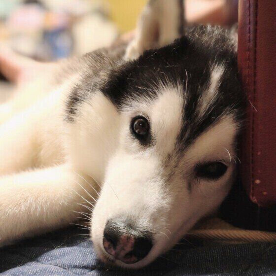 犬の「普段と異なる様子」ってどういうこと？ 犬の体調不良のサインとは いぬのきもち