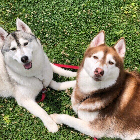 シベリアン・ハスキーのエマちゃんたち！仲良くおでかけ♪